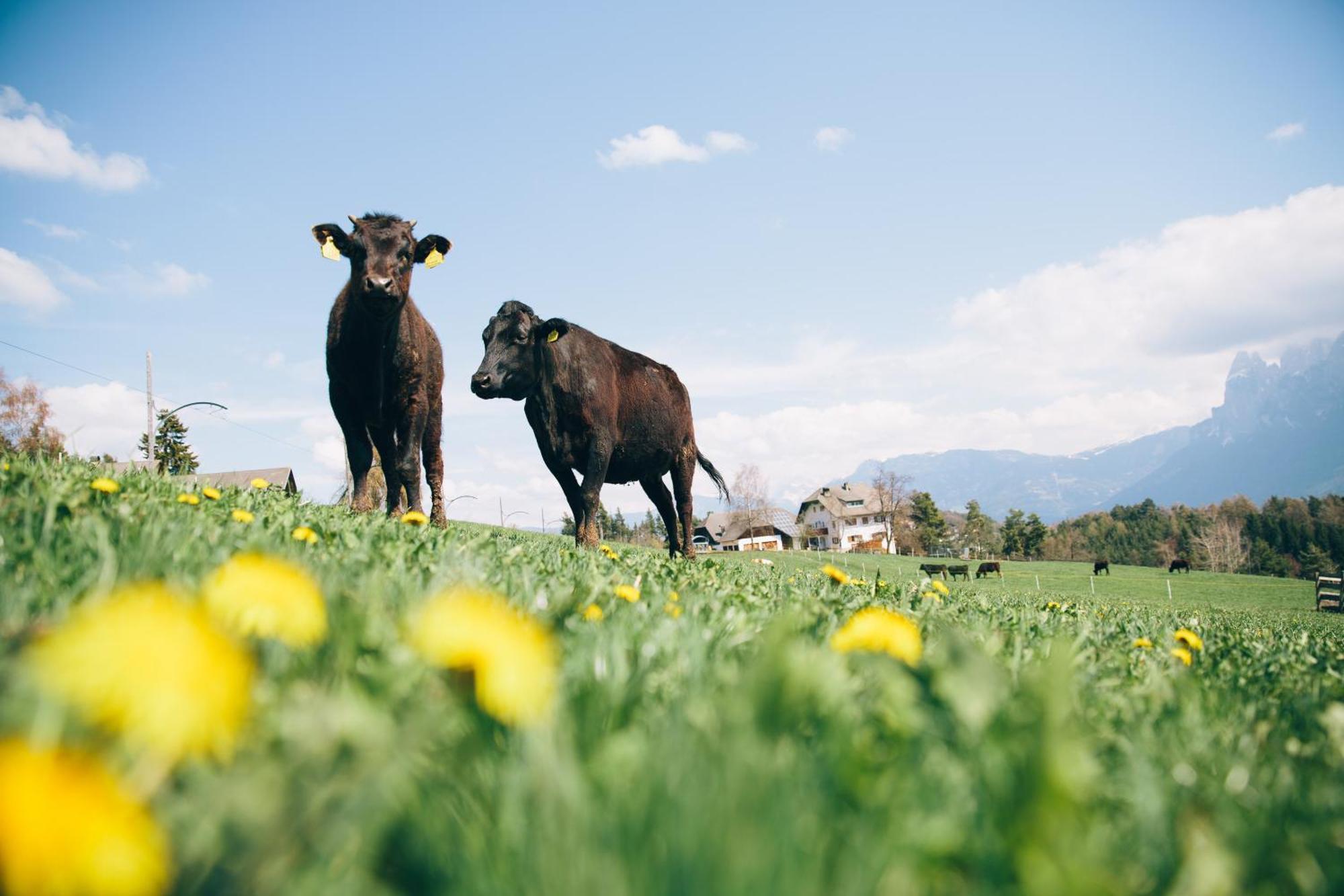 Alpin Farm Birke - Oberweidacherhof コッラルボ エクステリア 写真