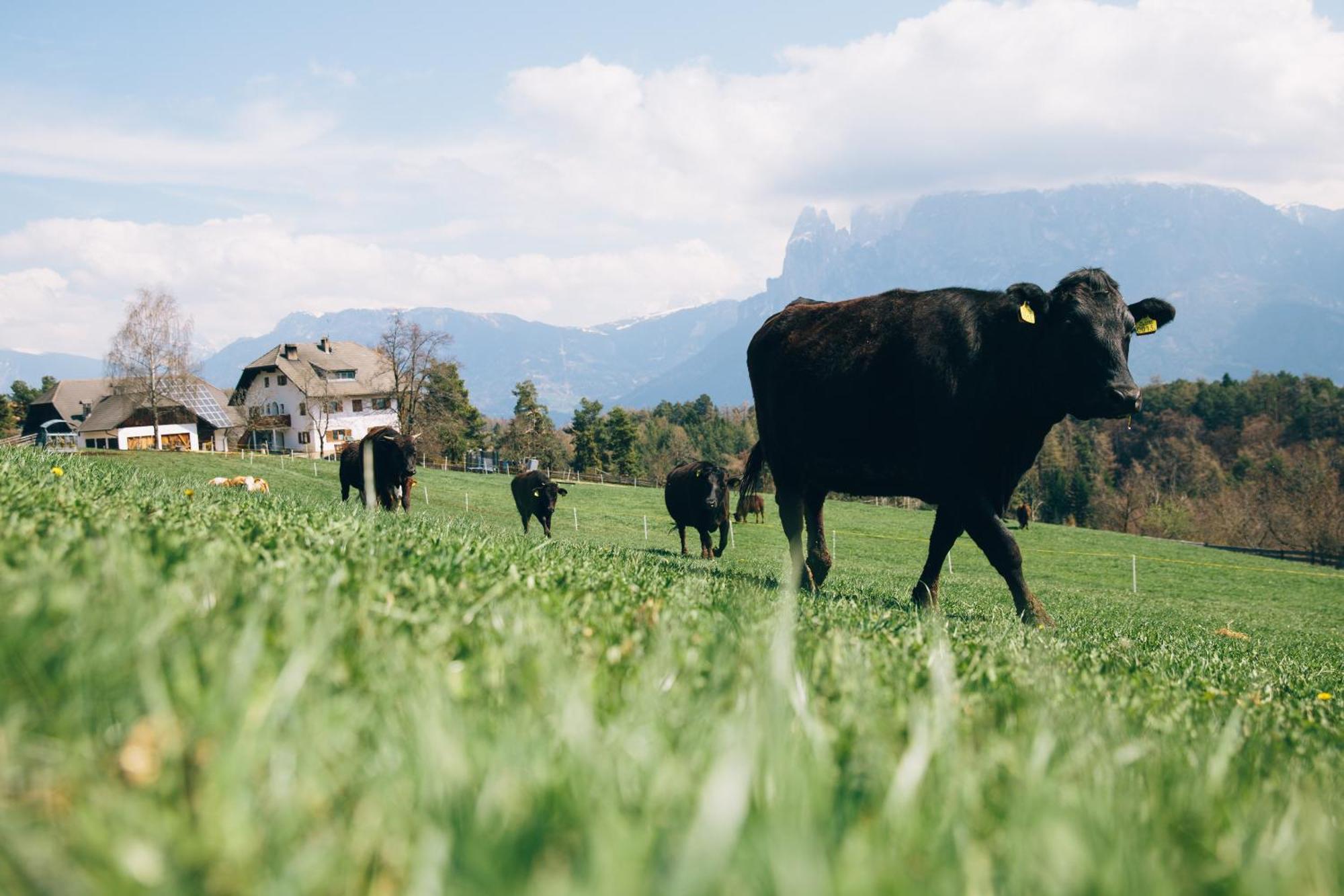 Alpin Farm Birke - Oberweidacherhof コッラルボ エクステリア 写真